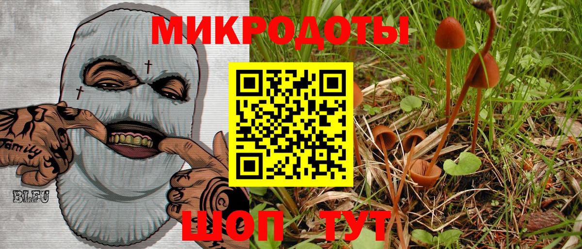 Галлюциногенные грибы Psilocybe Великие Луки